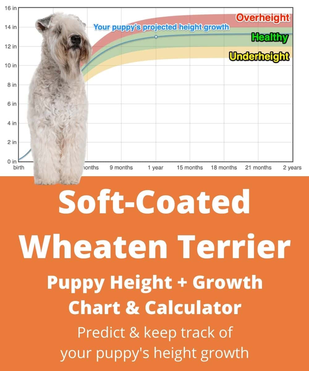 soft-coated-wheaten-terrier Puppy height Growth Chart soft-coated-wheaten-terrier Puppy height Growth Chart